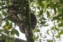 Riesenschlange auf ca. 25 Meter Höhe im Baum