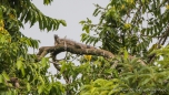 Iguana beim relaxen