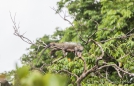 Iguana beim relaxen