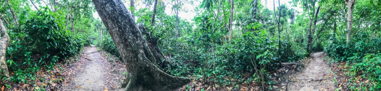 Der Dschungel des Cahuita Nationalpark strahlt uns grün entgegen...