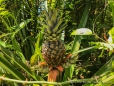 Ananas-Pflanze