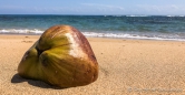 überdimensionale Kokosnüsse liegen am Strand