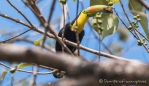 Keel-billed toucan - Regenbogentukan