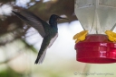 die Kolibris flattern um ihre Tränken