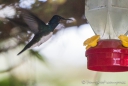 die Kolibris flattern um ihre Tränken