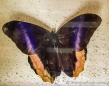 Caligo-Schmetterling - von oben