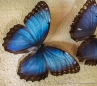 Morpho - Schmetterling von oben