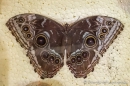 Morpho - Schmetterling von unten