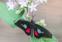 Parides-Schmetterling
