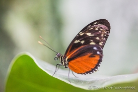 Heliconius - Schmetterling