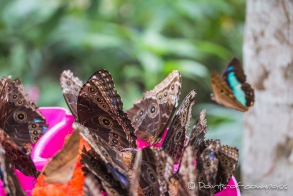 Morpho - Schmetterlinge