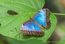 Morpho - Schmetterling