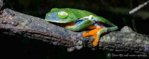 Misfit Leave Frog - Rotaugenlaubfrosch