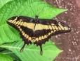 Papilio-Schmetterling