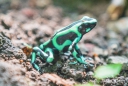 Black and Green Dart Frog
