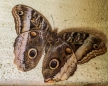 Caligo-Schmetterling von unten - er tarnt sich am oberen Ende als ein Schlangenkopf