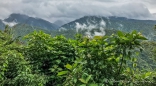 es geht durch den Nebelwald von Costa Rica
