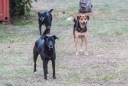 die drei Hunde von Monika & Cornel besuchen uns