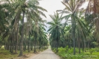 entlang riesiger Palmöl-Plantagen