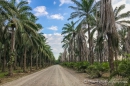 entlang riesiger Palmöl-Plantagen
