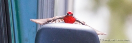 Vermillion Flycatcher ... Spieglein, Spieglein...