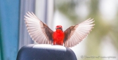 Der Vermillion Flycatcher zieht eine schöne Show durch