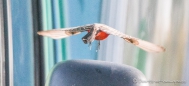 Vermillion Flycatcher