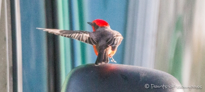 ... da bin ich... scheint der Vermillion Flycatcher sagen zu wollen ;) und zeigt auf die Seitenscheibe