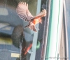 Der Vermillion Flycatcher entdeckt, dass man sich spiegeln kann...