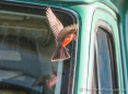 Vermillion Flycatcher