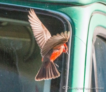 Vermillion Flycatcher