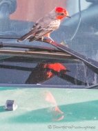 Dreifachspiegelung des Vermillion Flycatcher