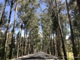 die Fahrt führt uns durch Alleen voll Eukalyptusbäumen