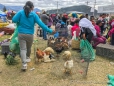 Viehmarkt in Otavalo