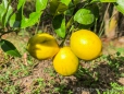 leckere Zitronen wachsen auf der Finca Sommerwind