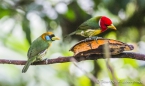 Red Headed Barbet