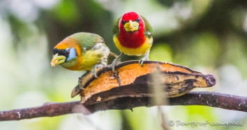 Red Headed Barbet