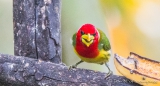 Red Headed Barbet