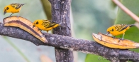 Golden Tanager