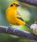 Golden Tanager