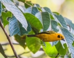 Golden Tanager