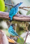 Blue Tanager