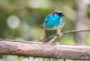 Blue Tanager