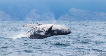 Buckelwal - Ballena Jorobada - Humpback Whale