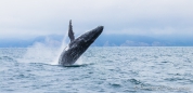 Buckelwal - Ballena Jorobada - Humpback Whale