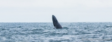 Buckelwal - Ballena Jorobada - Humpback Whale