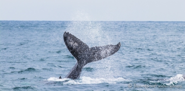 Buckelwal - Ballena Jorobada - Humpback Whale