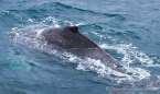 Buckelwal - Ballena Jorobada - Humpback Whale