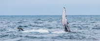 Buckelwal - Ballena Jorobada - Humpback Whale