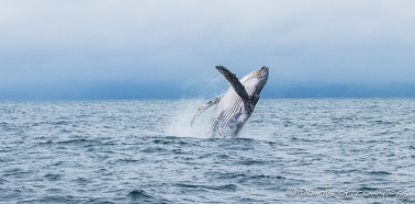 Buckelwal - Ballena Jorobada - Humpback Whale